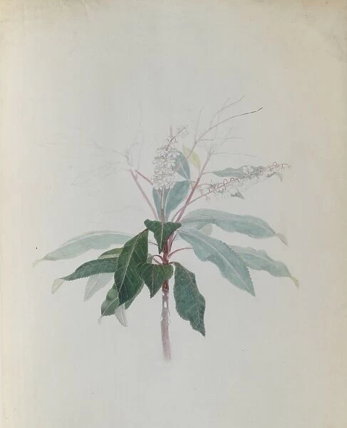 Clethra arborea soland, lily of the valley tree