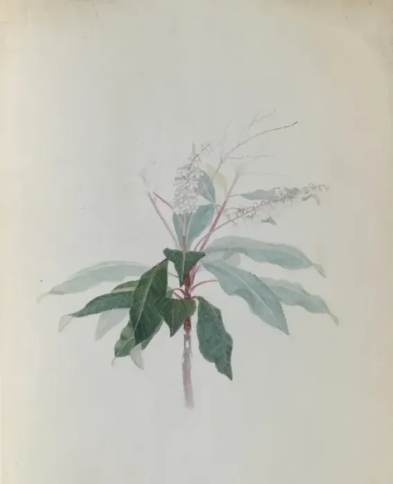 Framed Print : Clethra arborea soland, lily of the valley tree Framed Print : Clethra arborea soland, lily of the valley tree