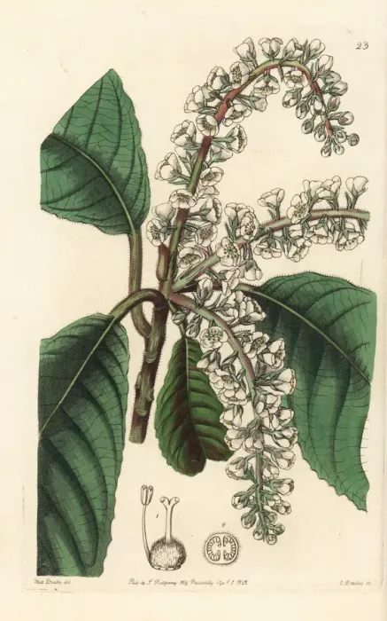 Framed Print : Clethra mexicana Framed Print : Clethra mexicana