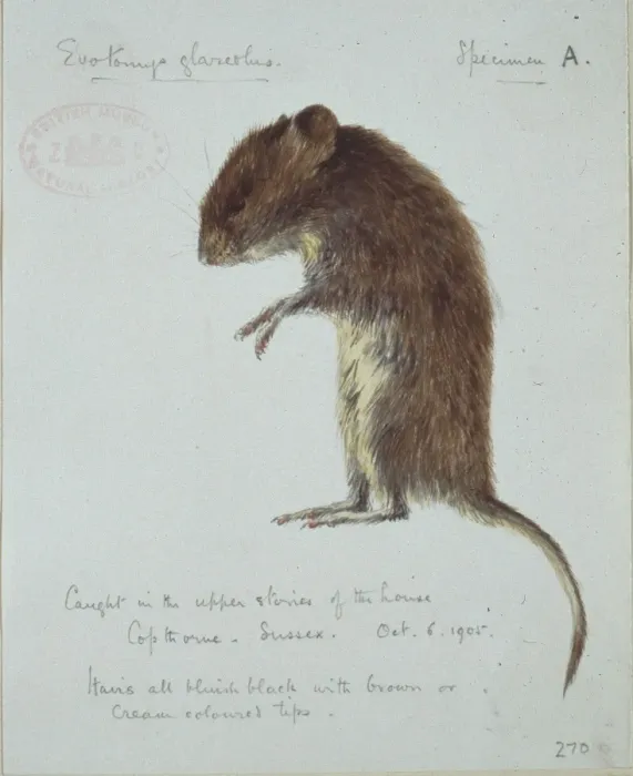 Framed Print : Clethrionomys glareolus, bank vole Framed Print : Clethrionomys glareolus, bank vole