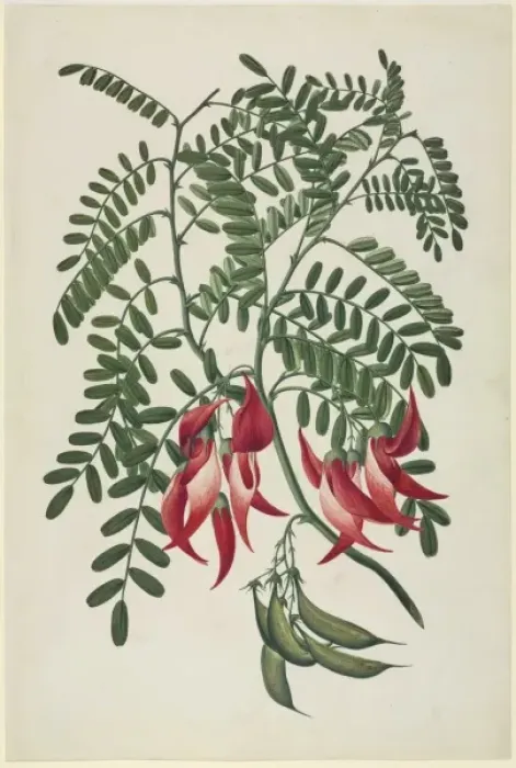 Framed Print : Clianthus puniceus, scarlet clianthus Framed Print : Clianthus puniceus, scarlet clianthus