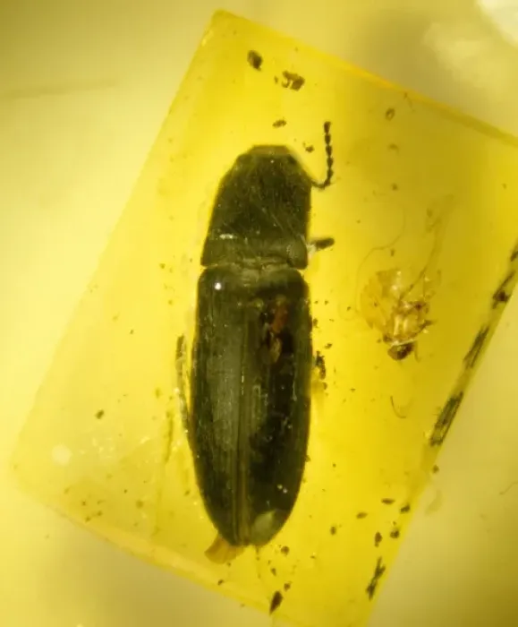 Framed Print : Click beetle in amber Framed Print : Click beetle in amber