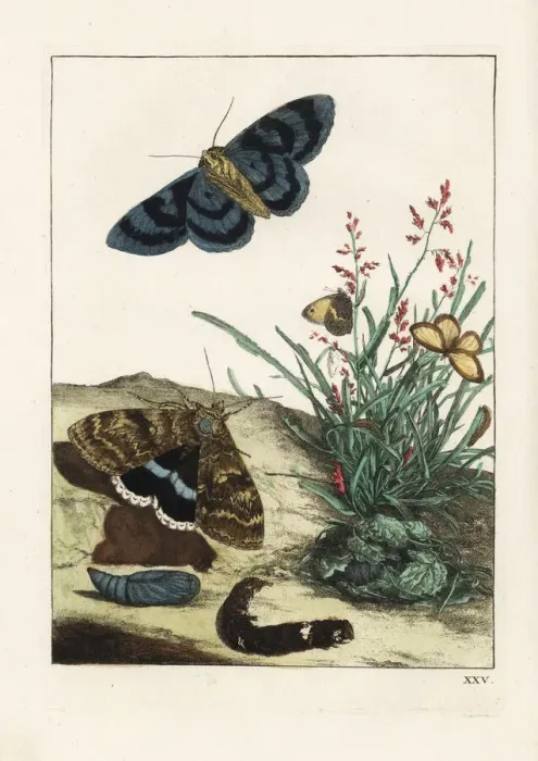 Framed Print : Clifden nonpareil moth and small heath butterfly Framed Print : Clifden nonpareil moth and small heath butterfly