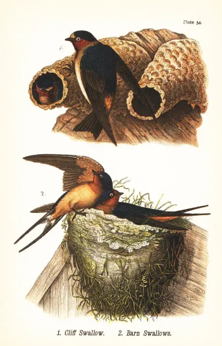 Framed Print : Cliff swallow and barn swallow Framed Print : Cliff swallow and barn swallow