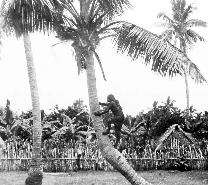 Framed Print : Climbing coconut palm, Tonga, Victorian period Framed Print : Climbing coconut palm, Tonga, Victorian period