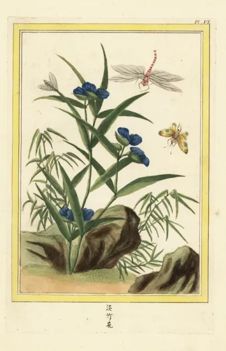 Framed Print : Climbing dayflower, Commelina diffusa Framed Print : Climbing dayflower, Commelina diffusa