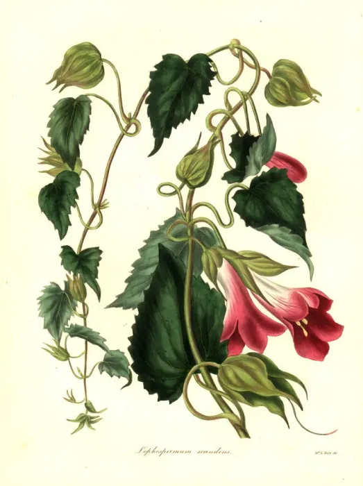 Framed Print : Climbing lophospermum, Lophospermum scandens Framed Print : Climbing lophospermum, Lophospermum scandens