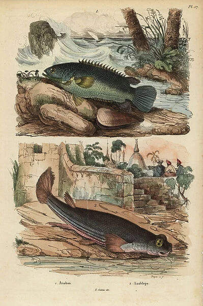 Climbing perch and four-eyed fish