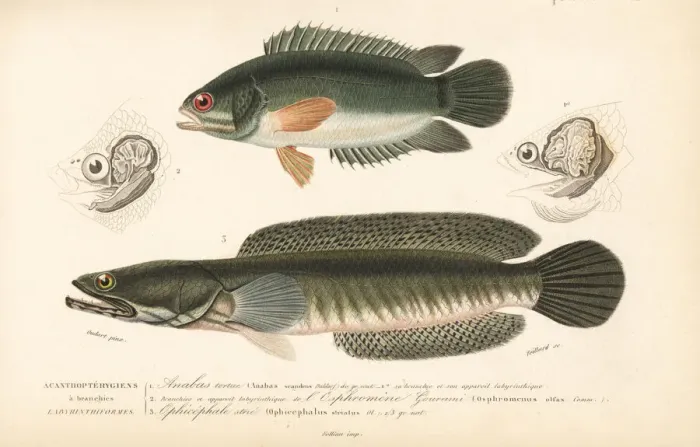 Framed Print : Climbing perch and snakehead murrel Framed Print : Climbing perch and snakehead murrel