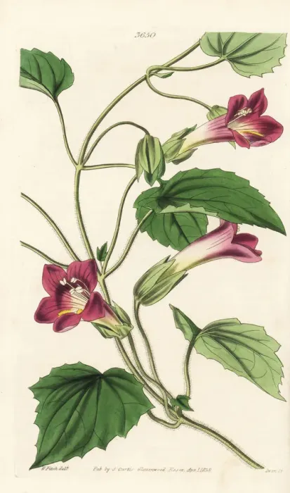 Framed Print : Climbing snapdragon vine, Lophospermum scandens Framed Print : Climbing snapdragon vine, Lophospermum scandens