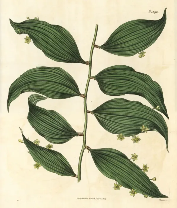 Framed Print : Climbings butchers broom, Semele androgyna