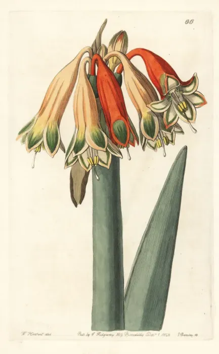 Framed Print : Clinanthus incarnatus Framed Print : Clinanthus incarnatus