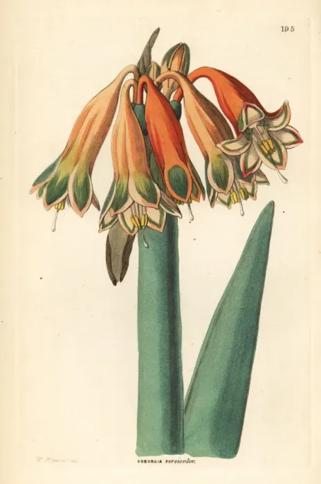 Framed Print : Clinanthus incarnatus Framed Print : Clinanthus incarnatus