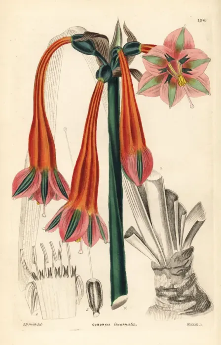 Framed Print : Clinanthus incarnatus Framed Print : Clinanthus incarnatus