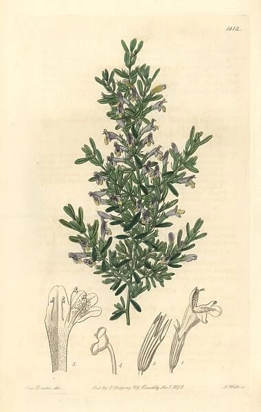 Clinopodium chilense