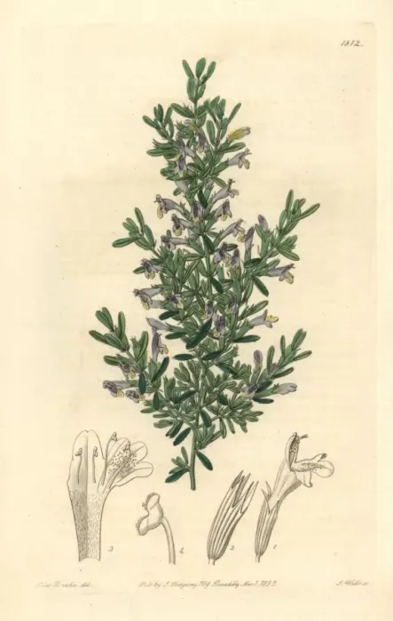 Framed Print : Clinopodium chilense