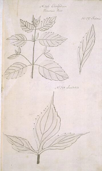 Clinopodium vulgare, wild basil
