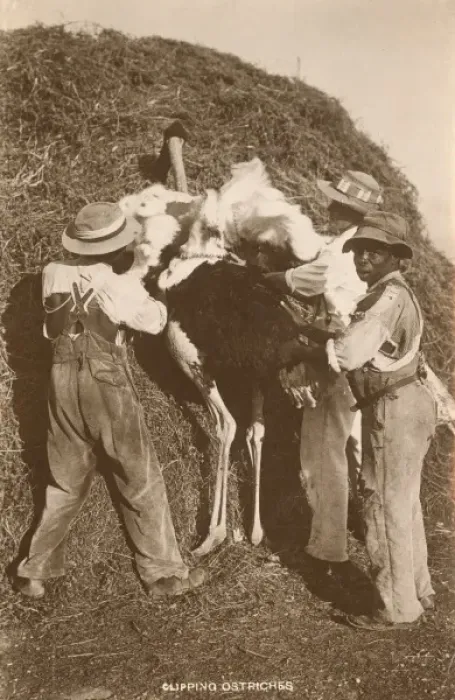 Framed Print : Clipping Ostrich Feathers - South Africa Framed Print : Clipping Ostrich Feathers - South Africa