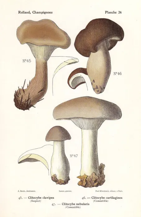 Framed Print : Clitocybe mushrooms Framed Print : Clitocybe mushrooms