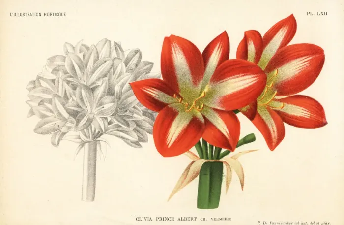 Framed Print : Clivia hybrid, Prince Charles, raised by Charles Vermeire Framed Print : Clivia hybrid, Prince Charles, raised by Charles Vermeire
