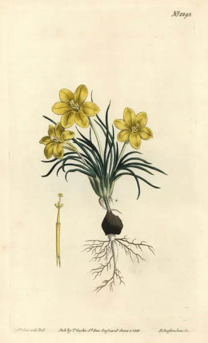 Framed Print : Clockflower, Moraea fugacissima Framed Print : Clockflower, Moraea fugacissima