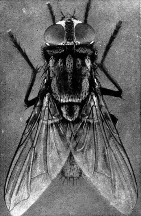 Framed Print : Close-up of a Female House-fly, 1911 Framed Print : Close-up of a Female House-fly, 1911