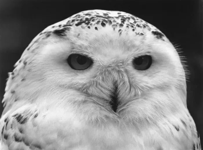 Framed Print : Close-up of a Snowy Owl Framed Print : Close-up of a Snowy Owl