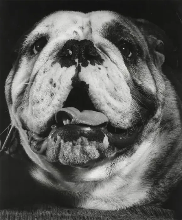 Framed Print : Closeup of a bulldog Framed Print : Closeup of a bulldog