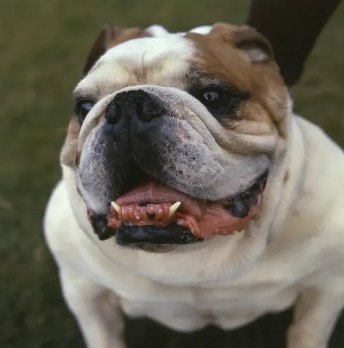 Framed Print : Closeup of a bulldog Framed Print : Closeup of a bulldog