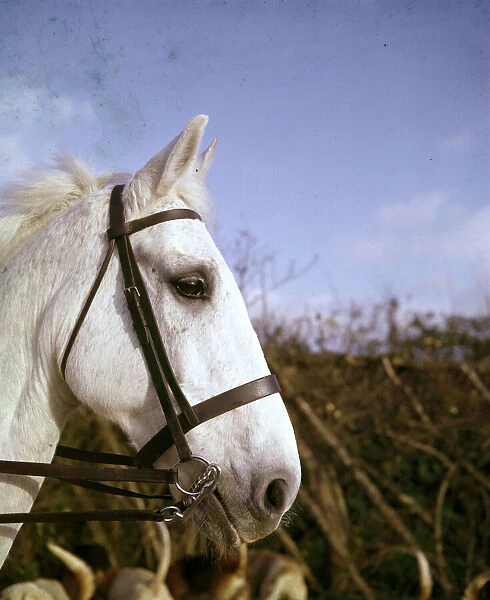 Closeup of white horse in bridle