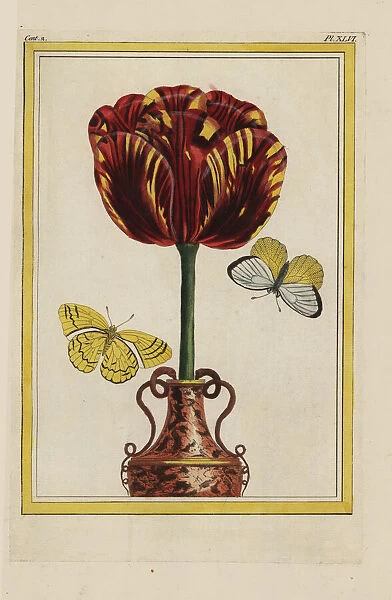 Cloth of gold hybrid tulip, Tulipa gesneriana