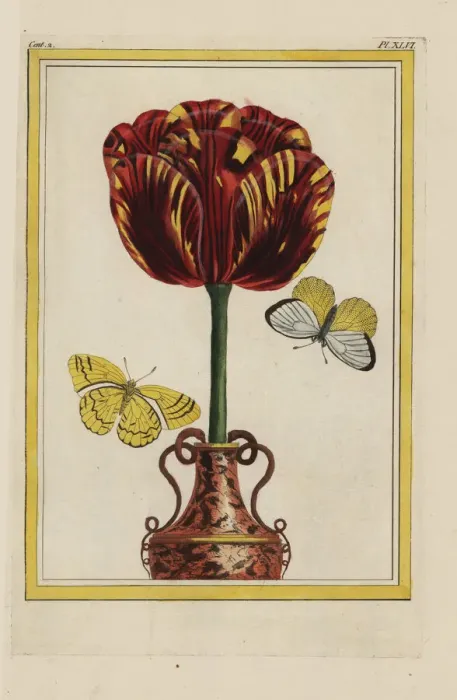 Framed Print : Cloth of gold hybrid tulip, Tulipa gesneriana Framed Print : Cloth of gold hybrid tulip, Tulipa gesneriana