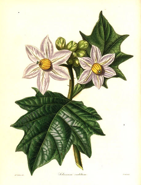 Clothed solanum, Solanum vestitum