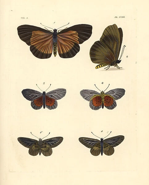Clouded bemastistes, glassy acraea and white