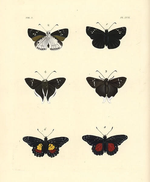 Clouded flat, Cramers longtail and crimson patch