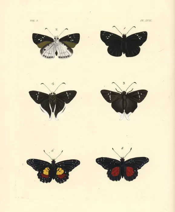 Framed Print : Clouded flat, Cramers longtail and crimson patch