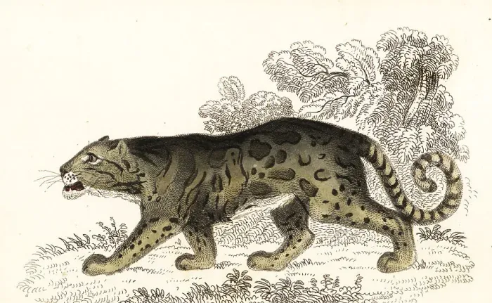 Framed Print : Clouded leopard, Neofelis nebulosa Framed Print : Clouded leopard, Neofelis nebulosa