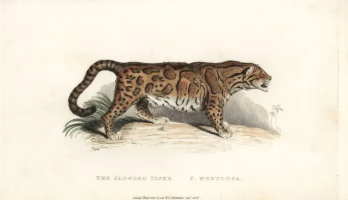 Framed Print : Clouded leopard, Neofelis nebulosa. Vulnerable Framed Print : Clouded leopard, Neofelis nebulosa. Vulnerable