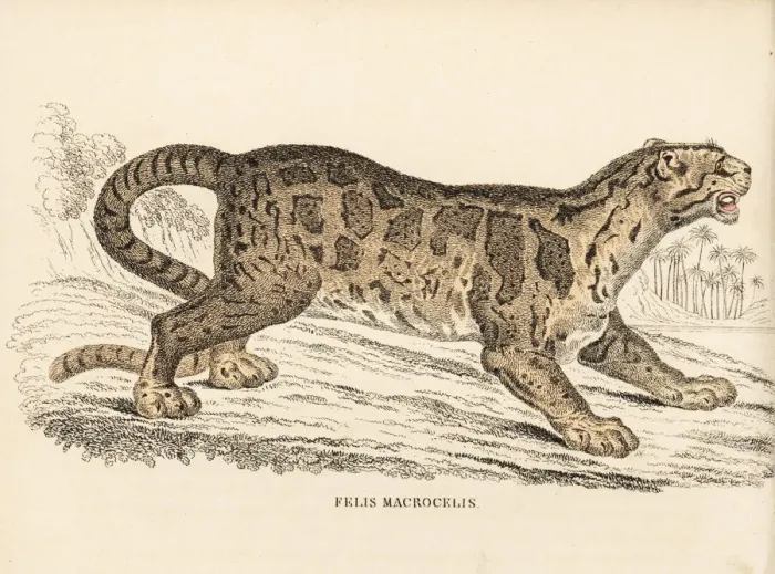 Framed Print : Clouded leopard, Neofelis nebulosa. Vulnerable Framed Print : Clouded leopard, Neofelis nebulosa. Vulnerable