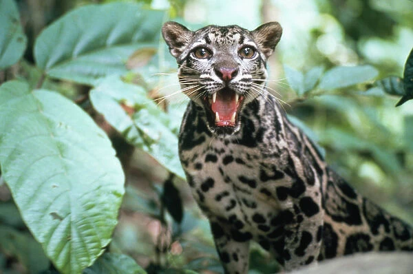Clouded LEOPARD - snarling