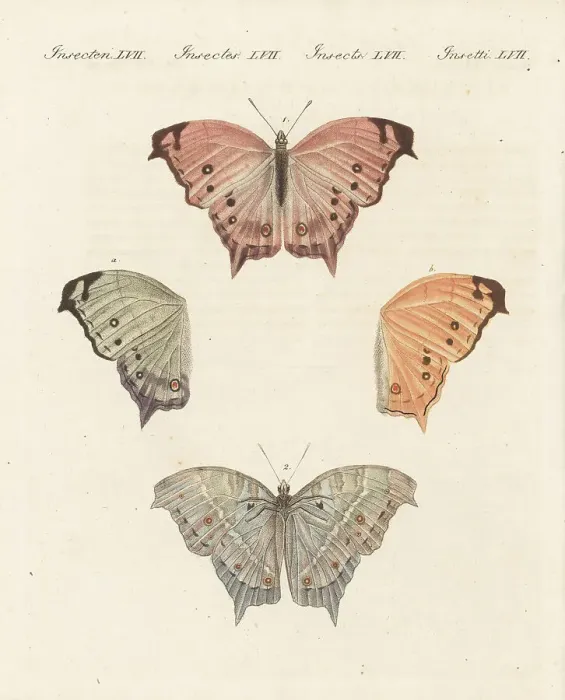 Framed Print : Clouded mother-of-pearl, Protogoniomorpha anacardii Framed Print : Clouded mother-of-pearl, Protogoniomorpha anacardii