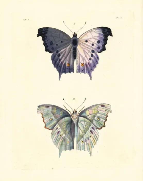 Framed Print : Clouded mother of pearl butterfly, Protogoniomorpha Framed Print : Clouded mother of pearl butterfly, Protogoniomorpha