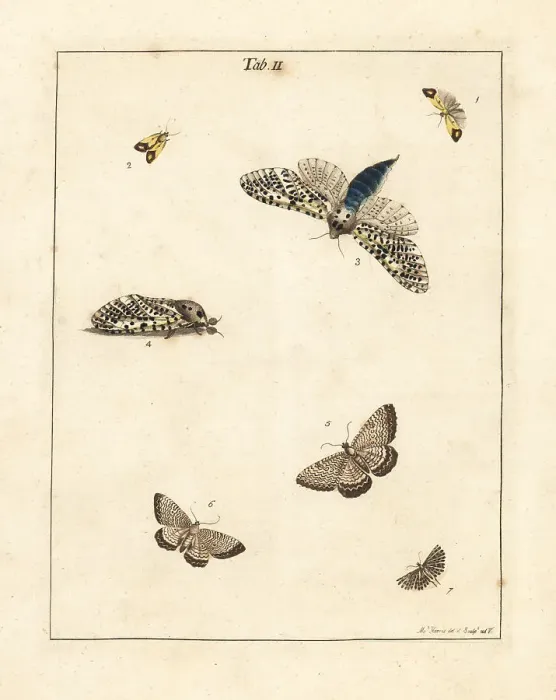 Framed Print : Clouded straw, wood leopard, scallop shell moth, etc Framed Print : Clouded straw, wood leopard, scallop shell moth, etc