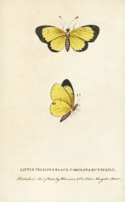 Framed Print : Clouded sulphur butterfly, Colias philodice