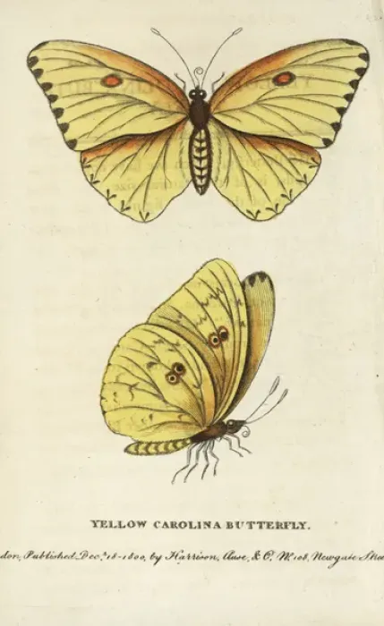 Framed Print : Cloudless sulphur, Phoebis sennae Framed Print : Cloudless sulphur, Phoebis sennae