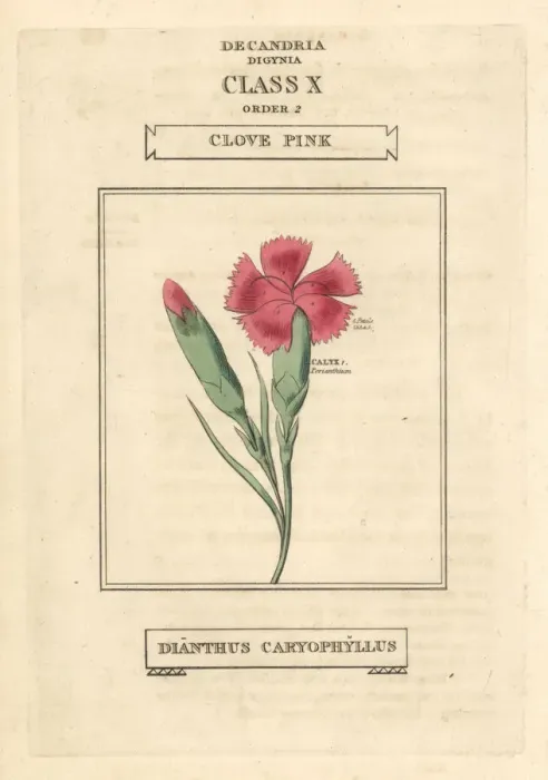 Framed Print : Clove pink or carnation, Dianthus caryophyllus Framed Print : Clove pink or carnation, Dianthus caryophyllus