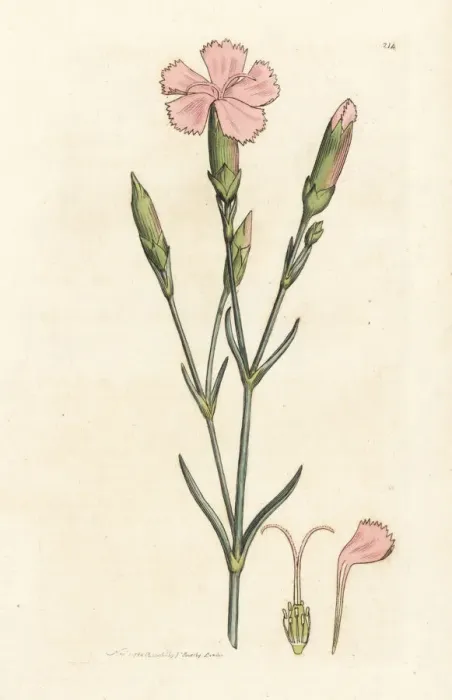 Framed Print : Clove pink or carnation, Dianthus caryophyllus Framed Print : Clove pink or carnation, Dianthus caryophyllus
