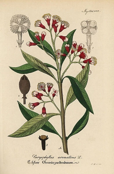 Clove spice, Syzygium aromaticum