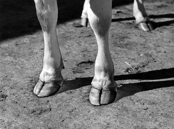 Cloven hooves: the feet of a Jersey cow