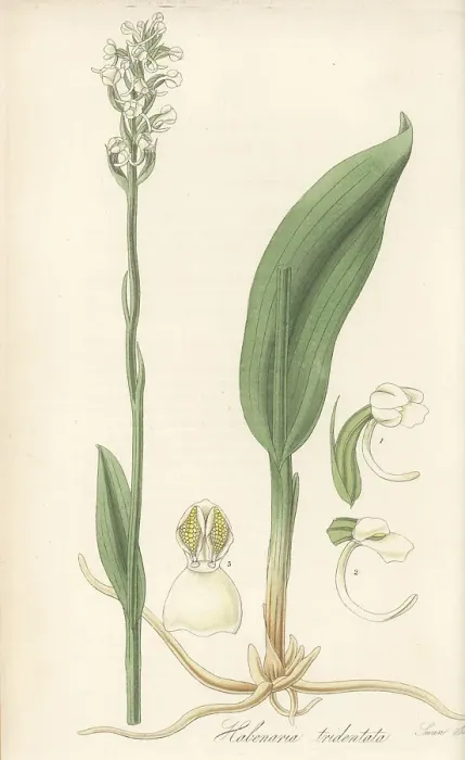 Framed Print : Club-spur orchid, Platanthera clavellata Framed Print : Club-spur orchid, Platanthera clavellata